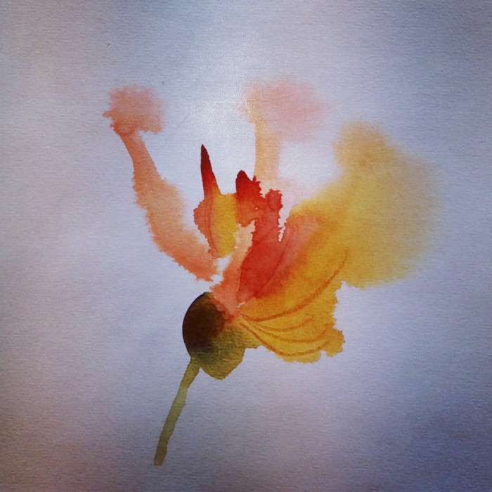 Blomma