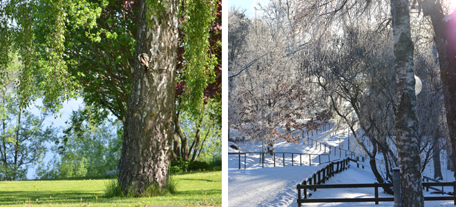 Sommar som vinter - otrolig natur