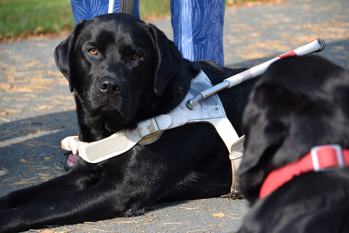 Hunden – människans bästa vän